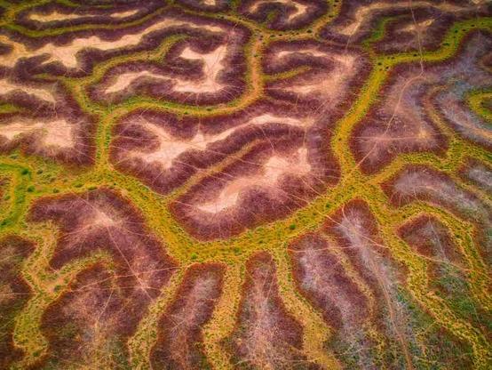 Aerial view of a landscape with winding, maze-like patterns made up of dry and green patches of vegetation.