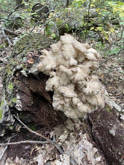 A cluster of light-colored, ruffled mushrooms growing on a decaying log, surrounded by fallen leaves and forest greenery.