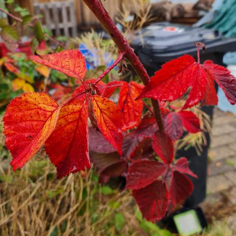 Leuchtend knallrote Blätter an einem Rankengewächs