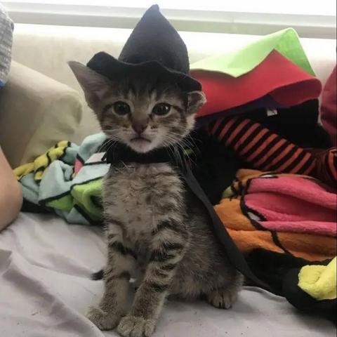 A kitten in a witch costume.