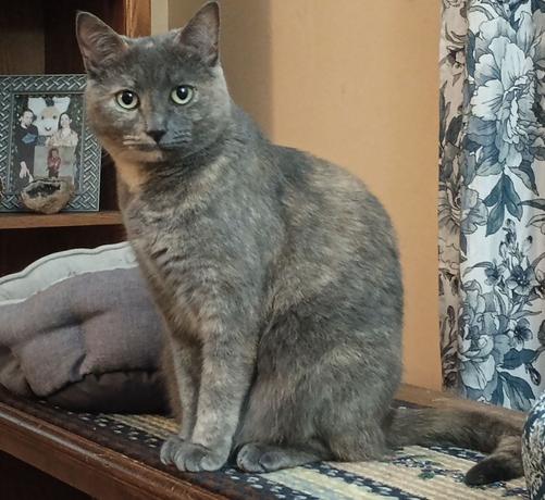 A 3 year old dilute tortoiseshell cat with fur in muted tones of grey, orange and white is sitting regally on a blue and cream-colored braided runner on a bookcase near a window.  Her greenish-yellow eyes are staring intently at the camera.