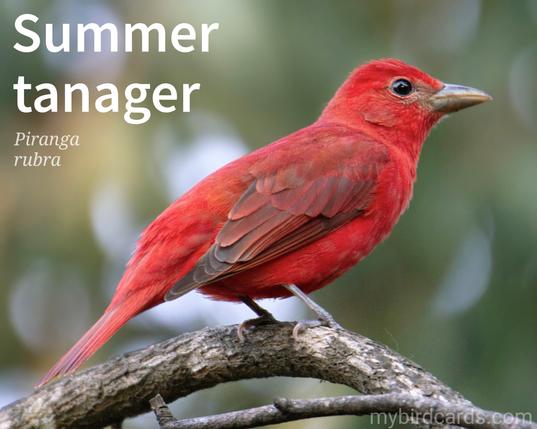 🌎 Summer tanager (Piranga rubra) 

The male Summer tanager (pictured) is a striking bird with a vibrant, all-over red plumage. The female is duller, with an olive-green back and yellow-green underparts. Both sexes have a pale bill and a distinctive, whistled song. They are typically found in the mid-canopy of deciduous or mixed forests, where they forage for insects by sallying out from branches or gleaning them from leaves. Their diet also includes berries and fruit. Two subspecies are recognised.

Conservation status: Least Concern (IUCN 3.1)

Distribution: Found across southern North America, they migrate to Mexico, Central America and northern South America for the winter months.

Class: Aves (Birds)
Order: Passeriformes (Passerines/Perching birds)
Family: Cardinalidae (Cardinals, Grosbeaks, Buntings, and Pirangas)
Genus: Piranga 
Species: P. rubra

CC: BCWW

📷: Photo by FranciscoJavierCoradoR via Pixabay