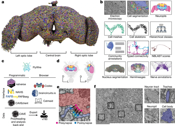 a, All neuron morphologies reconstructed with FlyWire. All neurons in the central brain and both optic lobes were segmented and proofread. Note that image and dataset are mirror inverted relative to the native fly brain. b, An overview of many of the FlyWire resources that are being made available. FlyWire leverages existing resources for electron microscopy imagery by Zheng et al., synapse predictions by Buhmann et al. and Heinrich et al., and neurotransmitter predictions by Eckstein et al.. Annotations of the FlyWire brain dataset such as hemilineages, nerves and hierarchical classes are established in the accompanying paper. c, FlyWire uses CAVE50 for proofreading, data management and analysis back end. The data can be accessed programmatically through CAVEclient, navis, fafbseg and natverse, and through the browser in Codex, Catmaid Spaces and braincircuits.io. Static exports of the data are also available. d, The Drosophila brain can be divided into spatially defined regions based on neuropils80 (Extended Data Fig. 1). Neuropils for the lamina are not shown. D, dorsal; L, lateral; P, posterior. e, Synaptic boutons in the fly brain are often polyadic such that there are multiple postsynaptic partners per presynaptic bouton. Each link between a pre- and a postsynaptic location is a synapse. f, Neuron tracts, trachea, neuropil and cell bodies can be readily identified from the electron microscopy data acquired by Zheng et al.. Scale bar, 10 μm.