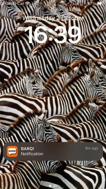 A screenshot of a phone lock screen with a zebra wallpaper.
A BARQ! notification is showing