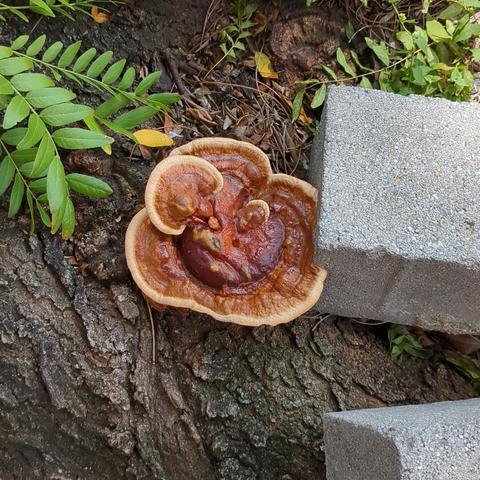 A reishi mushroom growing out of a tree pit with its top right corner trying to wrap around a concrete brick.