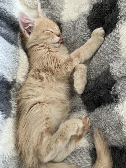 A fluffy, light-colored kitten is sleeping on a textured blanket, with its tongue sticking out slightly. The kitten is curled up in a relaxed position, surrounded by a pattern of gray and white.