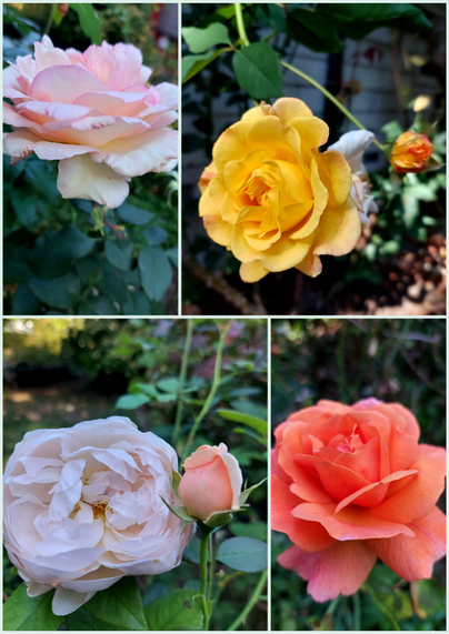 Collage of four roses in pink, bi-color yellow and red, dusty orange, and light pink with deeper peach colored bud.