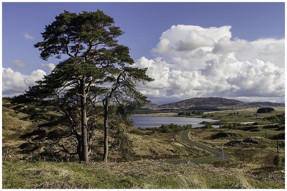A scenic landscape featuring a tall tree in the foreground, with a winding road leading to a loch surrounded by hills under a partly cloudy sky.