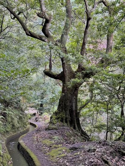 Das Bild zeigt einen sehr alten und großen Lorbeer-Baum inmitten des Grüns des Laurisilva-Waldes an der geschwungen daneben her fließenden Levada dos Tornos bei Lombo do Urzal