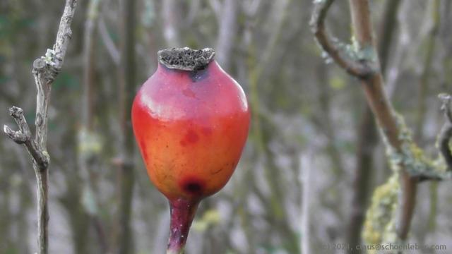 Hagebutte (Rose Hip)

Großaufnahme einer Hagebutte inmitten dürrer Zweige.