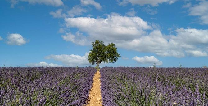 follow the line
valensole