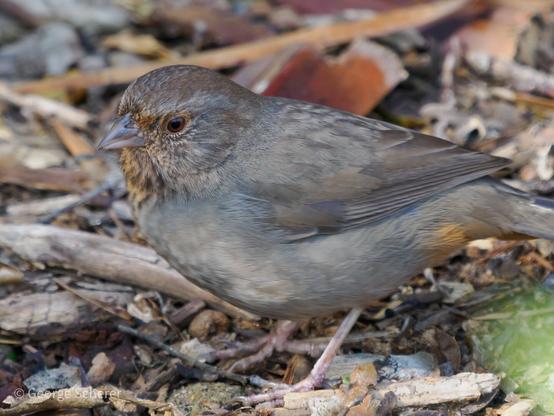 Side view of a California Towhee, with light brown and white feathers, facing to the left.   The bird is standing on out of focus brown leaf litter.