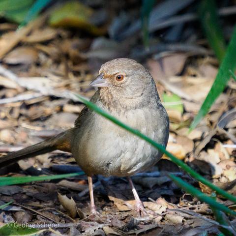 California Towhee, with light brown and white feathers, facing the camera, with head turned to the left, looking into the camera with its left eye.  The bird is standing on out of focus brown leaf litter.  A single blade of grass crosses in front of the bird's chest.