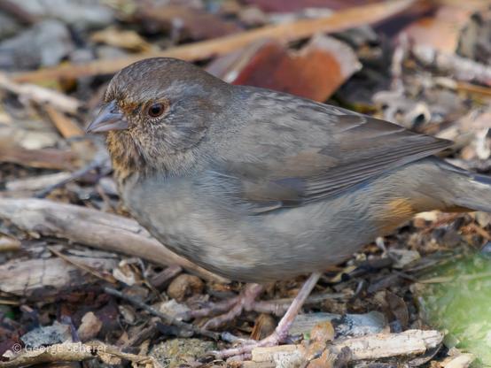 Side view of a California Towhee, with light brown and white feathers, facing to the left.   The bird is standing on out of focus brown leaf litter.