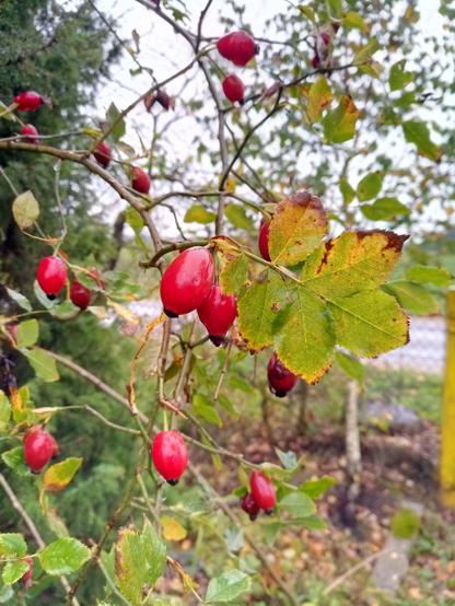 A rose hip branch full of red fruit. Raindrops are gathering at their tips.