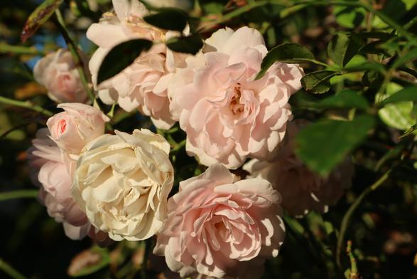 Achja, Rosen gehen irgendwie immer.
Die Rosen sind rosafarbene, aber die eine mittig unten ist weiß. Tja, hier ein Zeichen des Alters. 
Matzework