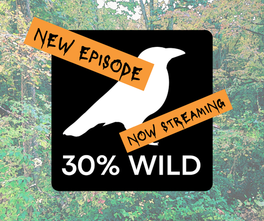 Orange banners with black painted text over a podcast logo of a white raven on a black square