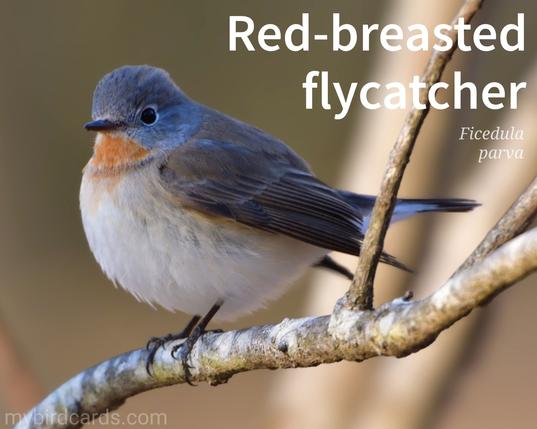 🌍🌏 Red-breasted flycatcher (Ficedula parva)

The Red-breasted flycatcher is a small, agile bird with a distinctive appearance. Males have a chestnut-red throat and upper-breast, contrasting with their olive-grey and blueish upperparts and white underside. Females are duller, with a brownish-grey breast. Red-breasted flycatchers are typically found in deciduous woodlands, particularly those with a plentiful supply of insects, their primary food source. They are acrobatic fliers, often catching insects in mid-air. 

Conservation status: Least Concern (IUCN 3.1)

Distribution: Eastern Europe and across central Asia, migrating to southern Asia to overwinter.

Class: Aves (Birds)
Order: Passeriformes (Passerines/Perching birds)
Family: Muscicapidae (Old World flycatchers)
Genus: Ficedula (Ficedula flycatchers)
Species: F. parva

CC: AINX

📷: Photo by Takashi_Yanagisawa via Pixabay