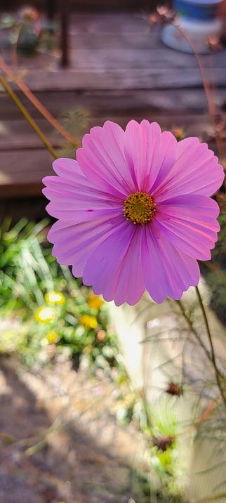 Lavender pink cosmo