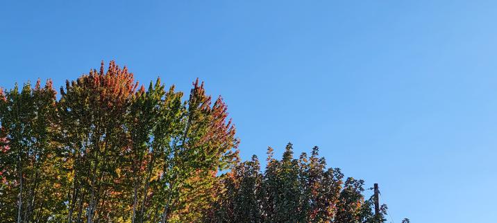 Quite large trees with leaves beginning to turn red