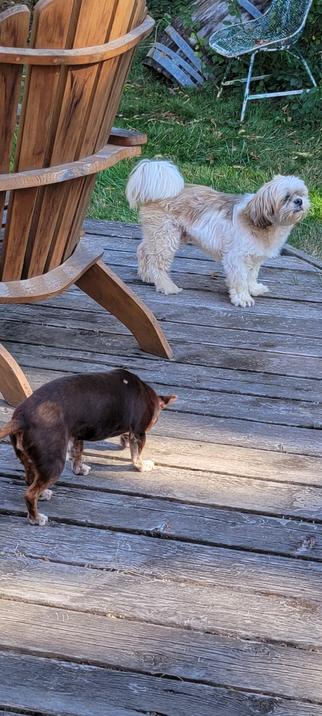 Chihuaua and other small dog on wooden deck