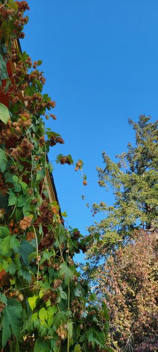 Hop vine and large cedar with clear blue sky