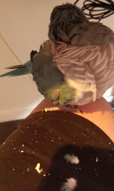 A small green/Grey parrot sits on a knee under a desk. In front of the parrot is a spray of small feathers and dandruff like material