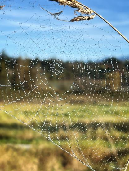 Das Foto zeigt ein Spinnennetz, das mit unzähligen kleinen Tautropfen bedeckt ist. Die Tropfen funkeln im Licht und lassen das Netz wie ein mit Diamanten besetztes Kunstwerk erscheinen. Das Netz selbst ist sehr fein und filigran, und man kann die einzelnen Fäden deutlich erkennen. Es spannt sich zwischen einem Grashalm im Vordergrund und einem unscharfen Hintergrund, der eine herbstliche Landschaft mit Bäumen und Wiesen zeigt.