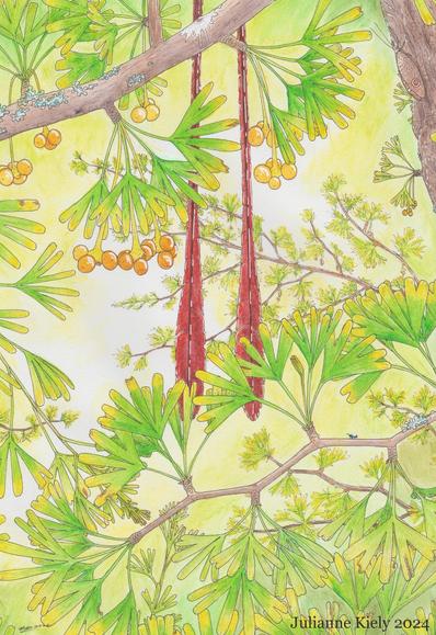 Two long red tail feathers take up the centre of the picture, extending from the top margin to about 2/3 of the aay down They are long, narrow, parallel to each other and have teardrop shaped tips. They are obscured by clusters of lobed leaves extending from branches, with some fruit clusters hanging like pendulums from leaf clusters in the top of the image. The sun is shining through from the background.