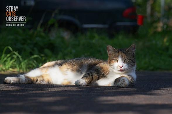 A calico cat lies in the shade on a hot day
