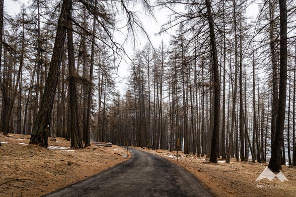Forest road through a bare larch forest
