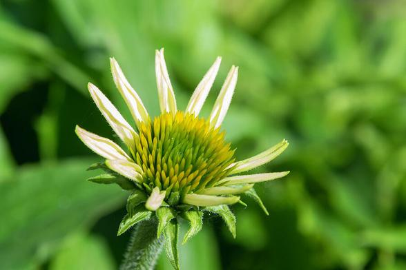 A close-up of a blooming flower with green and yellow petals stands out against a blurred leafy background. The intricate details of the petals and the vibrant green hues create a sense of freshness and natural beauty. Macro Photography by Debra Martz