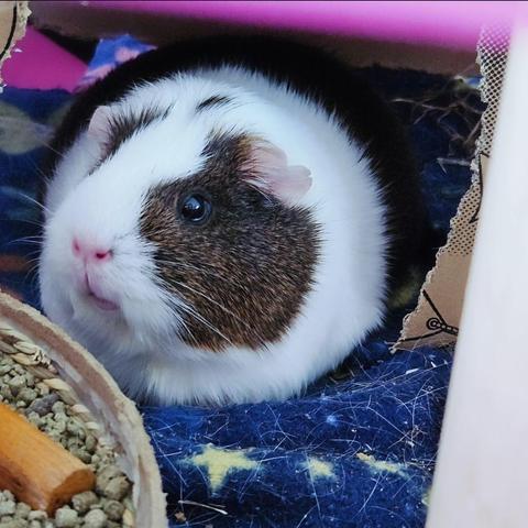 Pikelet, a pretty brown and white guinea pig. She's in her cage, squished into her round potato shape, all comfy and snuggly. She's definitely a cutie patootie.
