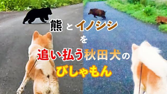 熊とイノシシを追い払う、秋田犬のびしゃもん 2024 bear and wild boar