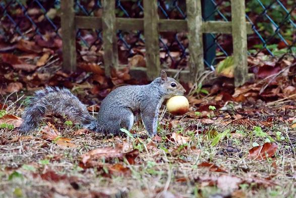 Grey Squirrel with an apple