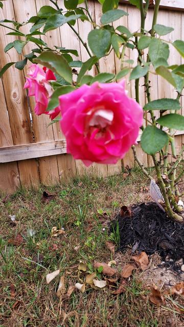 closeup of a pink and white rose flower