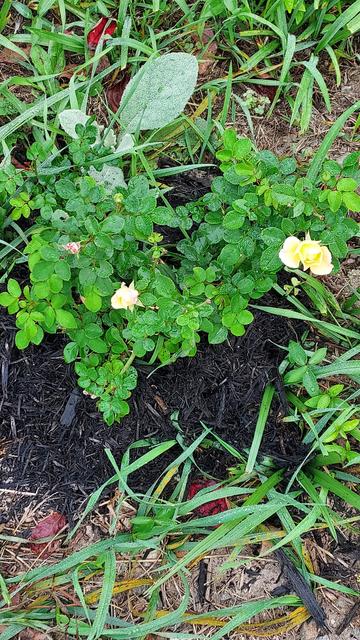 'popcorn' rose with one flower opening, and two more buds that look like corn kernels