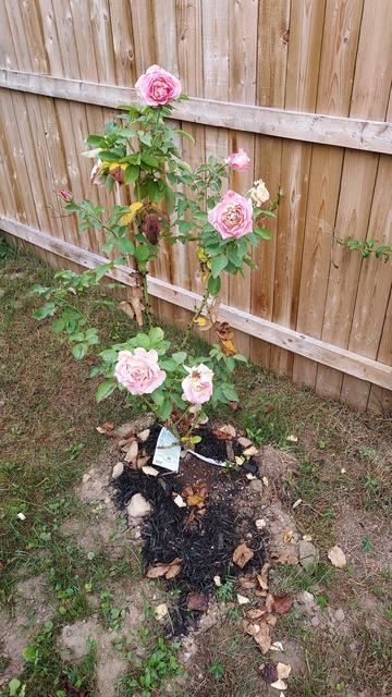 a rose plant with 4 or 5 light pink flowers