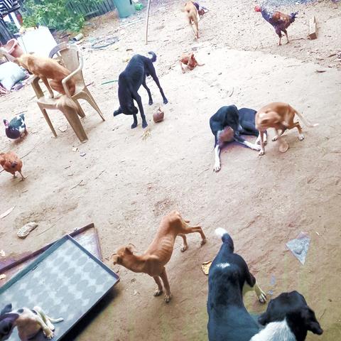 A imagem mostra um grupo de cães e galinhas num quintal de terra batida. Há um cão castanho sentado numa cadeira de plástico, outro cão castanho a brincar com um cão preto, um cão preto a olhar para o chão, um cão castanho a olhar para a câmara, um cão preto e branco a olhar para a câmara, e um cão castanho a olhar para a câmara. Há também uma galinha e um pato no chão.