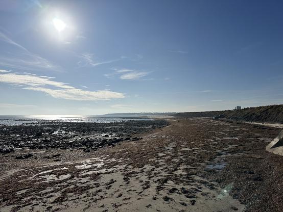 A seaweed-laden sandy beach under blue sunny skies.