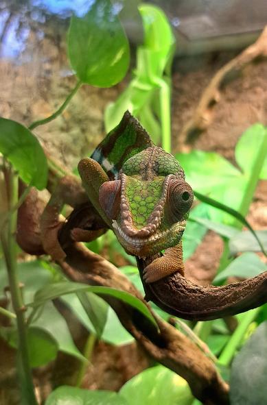 Ein grün-braunes Pantherchamäleon sitzt auf einem Ast in einem Terrarium mit grünen Pflanzen und schaut in die Kamera.