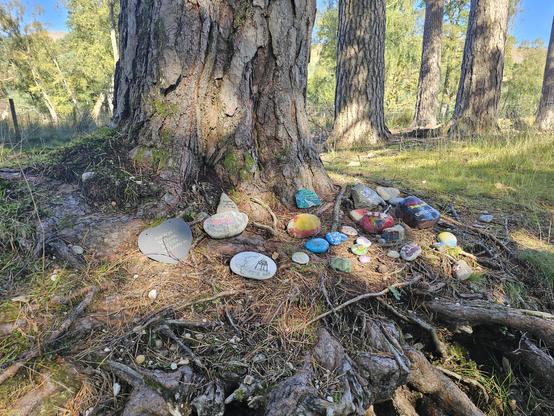 At the base of a majestic tree in a sunlit forest, an array of vibrant, hand-painted stones is artfully arranged. These stones, adorned with diverse and intricate designs, harmoniously coexist with the surrounding roots and pine needles, forming a captivating contrast to the natural backdrop.
