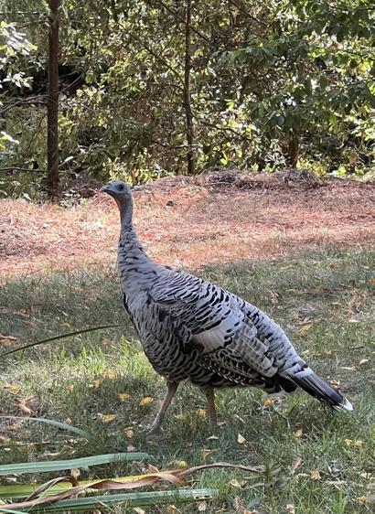 A white and black “Leucistic” wild turkeys, forest background