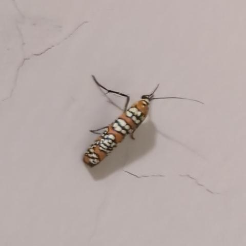 An ailanthus webworm moth standing abainst a wall. It is a thin bug, orange with white bands and black spots.