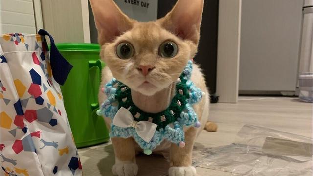 デボンレックス兄弟の最近の可愛い写真まとめました(A collection of recent lovely photos of Devon Rex brothers)