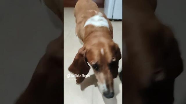 #shorts | El pachón | #bassethound #funypets #bassethounds #doglover #funnyanimals @Paty_VR