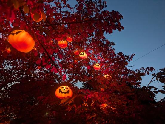 Orange plastic jack-o-lanterns stuck on to light bulbs on strings, strung in a tree. It is dusk, and they are lit up.