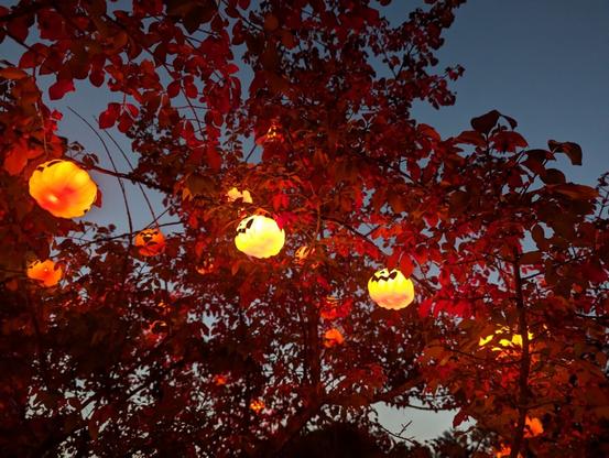 A picture of a tree against a dusk sky, with strings of lights. On each light is a plastic jack-o-lantern pumpkin, and all are lit up.