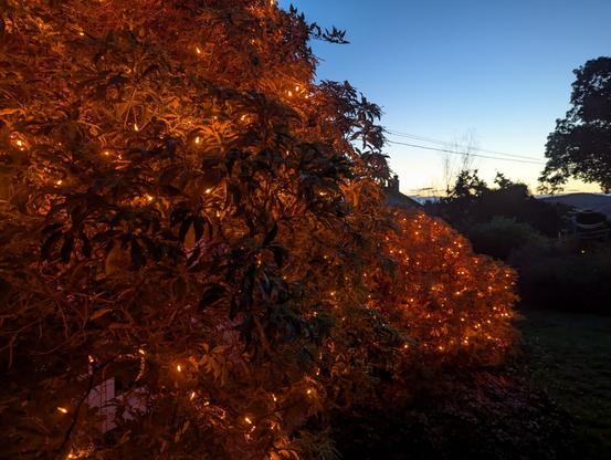 Two bushes with orange LED lights strung in them and lit, against a dusk sky.