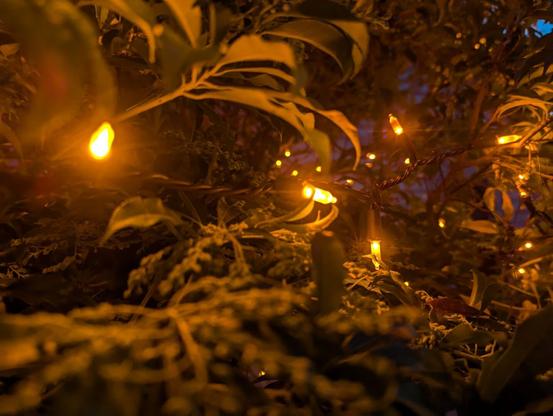 A close-up of orange LEDs on strings, within a bush. They are lit up and glowing brightly.